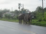 People riding their elephants to work in Thailand