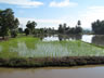 Rice paddy south of Alor Star, Malaysia
