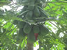 Fruit growing in tree on the island of Penang, Malaysia