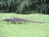 Lizard at the botanic garden in George town on the island of Penang, Malaysia