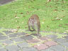 Monkey at the botanic garden in George town on the island of Penang, Malaysia