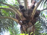 Palm tree with things that look like large pine cones south of Taiping, Malaysia