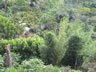 Typical jungle vegetation in El Salvador