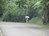 Man carrying his goods, it probably weights a lot.  People are always carrying big loads in Central America.