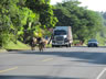Cows on highway in El Salvador