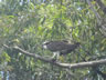 Osprey in tree in island area near Granada, Nicaragua