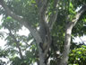 Monkey in tree on one of the small island in Lake Nicaragua near Granada