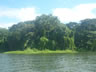 Thick vegetation on one of the small islands in Lake Nicaragua near Granada.