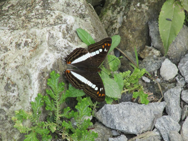 Butterfly near trail to Pailon Del Diablo waterfall 