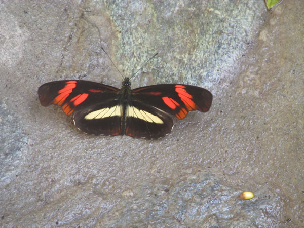 Butterfly near trail to Pailon Del Diablo waterfall