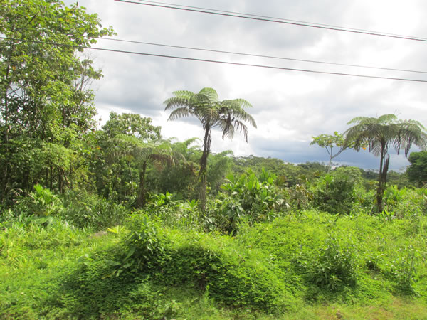 Forest between Banos, Ecuador to Puyo, Ecuador