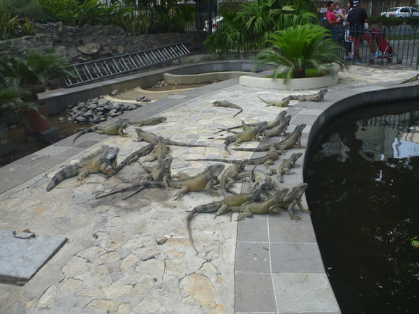 Iguanas near church in Guayaquil, Ecuador