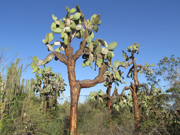 Tree like cactus in the Galapagos Islands, Ecuador.
