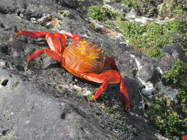 Crab on beach on Isle Santa Maria, Ecuador.