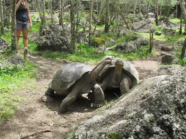 Tortoises on Isle Santa Maria, Ecuador.