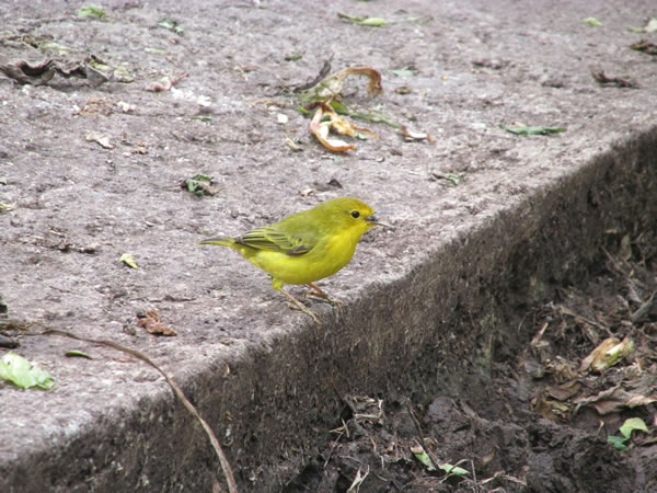 Very small yellow bird on Isle Santa Maria, Ecuador.