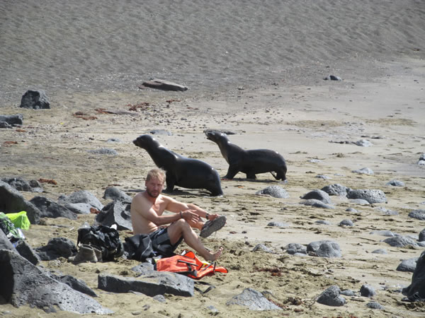 Seals on Isle Santa Maria, Ecuador.