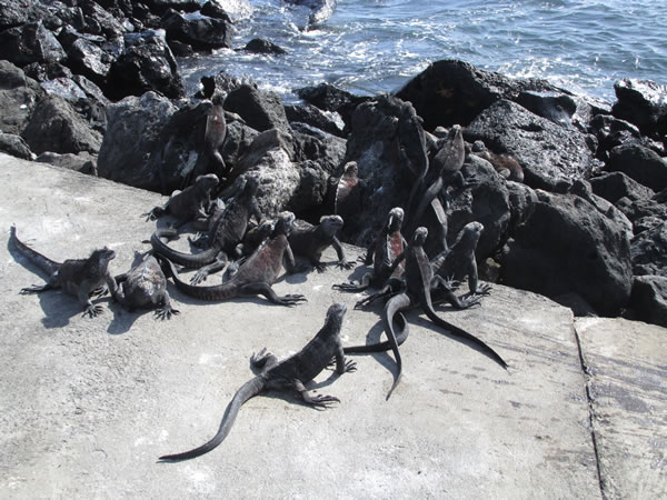 Iguanas on Isle Santa Maria, Ecuador.