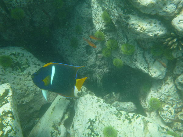 Fish seen while snorkeling near isle Santa Maria, Ecuador.