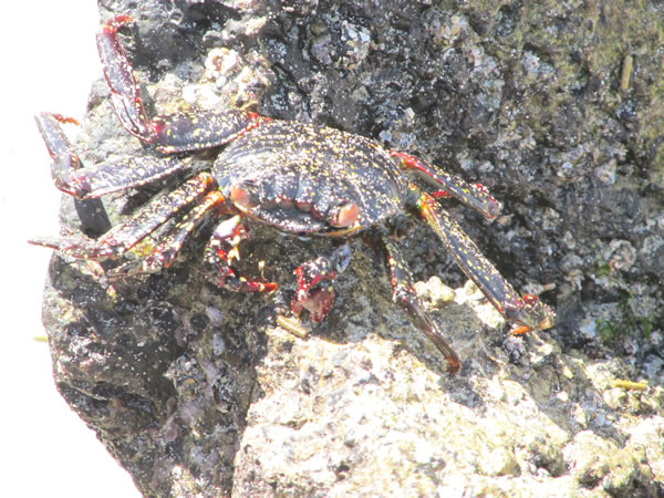 Crab seen on beach of isle Isabela, Galapagos Islands, Ecuador.
