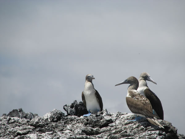 Booby Birds seen on isle Isabela, Galapagos Islands, Ecuador.