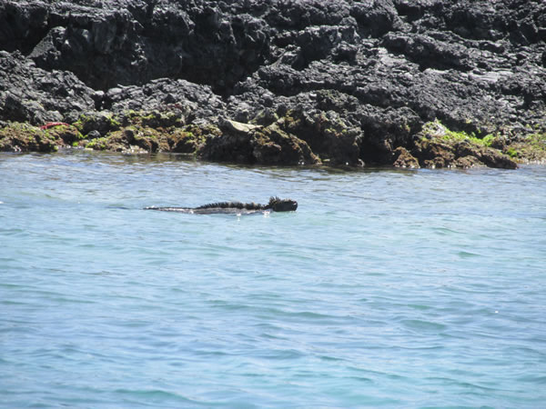 Sea iguana seen near isle Isabela, Galapagos Islands, Ecuador.