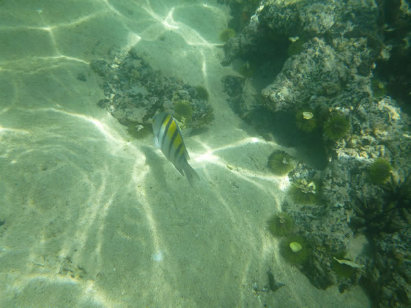 Fish seen while snorkeling near isle Isabela, Galapagos Islands, Ecuador.