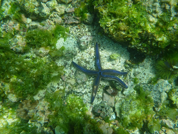 Star fish seen while snorkeling near isle Isabela, Galapagos Islands, Ecuador.