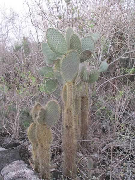 Cacti on isle Santa Cruse, Galapagos Islands, Ecuador.
