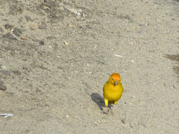Very small yellow bird in Peru.