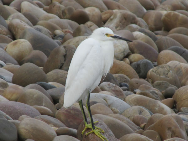 A bird on the beach in front of the Gran Hotel in Pacasmayo, Peru.