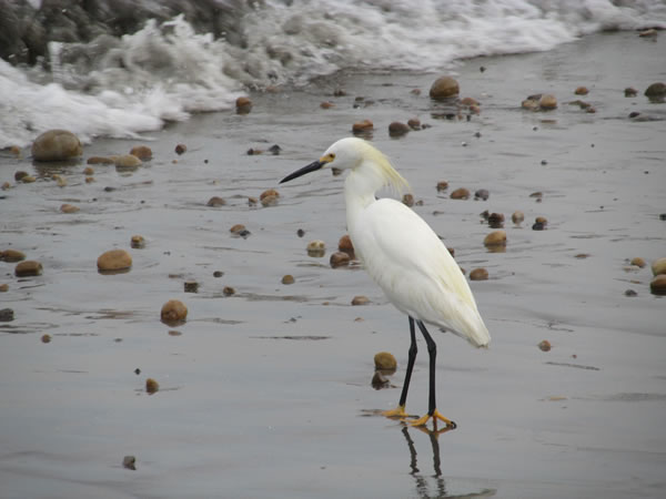 A bird on the beach in front of the Gran Hotel in Pacasmayo, Peru.