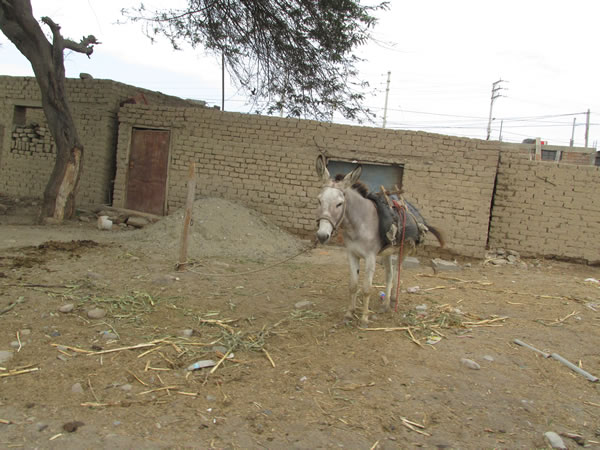 A donkey in front of someone’s house south of Pacasmayo, Peru.