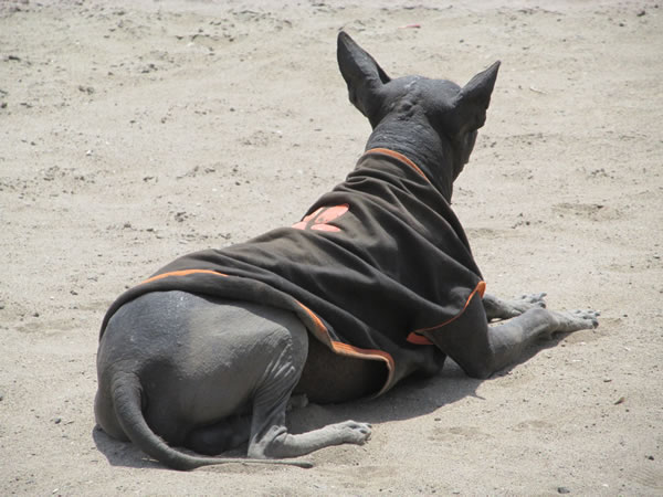 Hairless dog at the archeological site Pachacamac south of Lima, Peru.