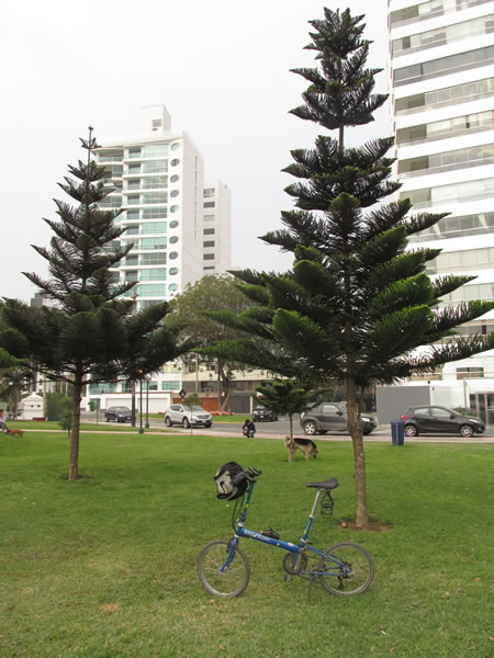 Ted’s bike with interesting trees near the bike/pedestrian trail on the bluff in the Mariflower district of Lima, Peru.