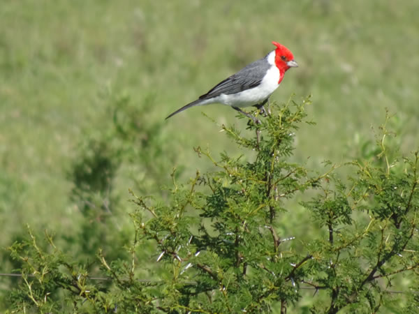 A Red Crested Cardinal in Uruguay.