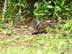 Small rat like animal (I think this is an Agouti) at Iguazu falls in Argentina.