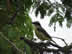 Great Kiskadee bird at campground in Puerto Viejo, Uruguay.