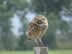 Burrowing owl near Puerto Viejo, Uruguay.
