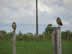 Burrowing owls near Puerto Viejo, Uruguay.