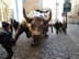 The bull on wall street in New York City.