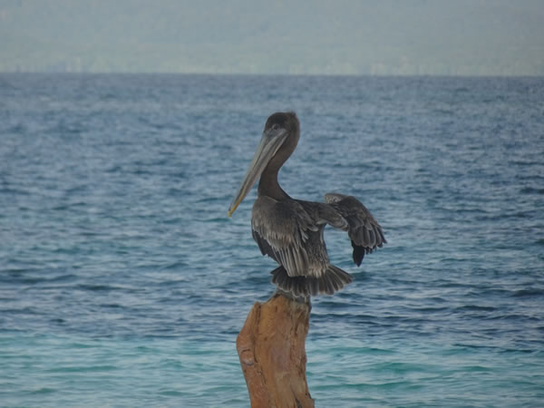 Pelican - First night - single family San Blas Island, Panama.
