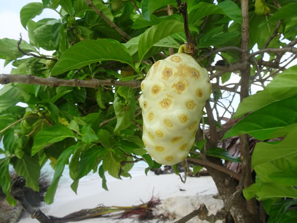 Fruit - First night - single family San Blas Island, Panama.