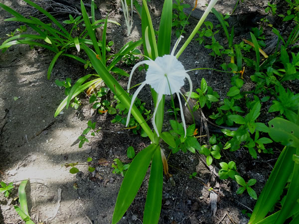 Flower on uninhabited San Blas Island, Panama.