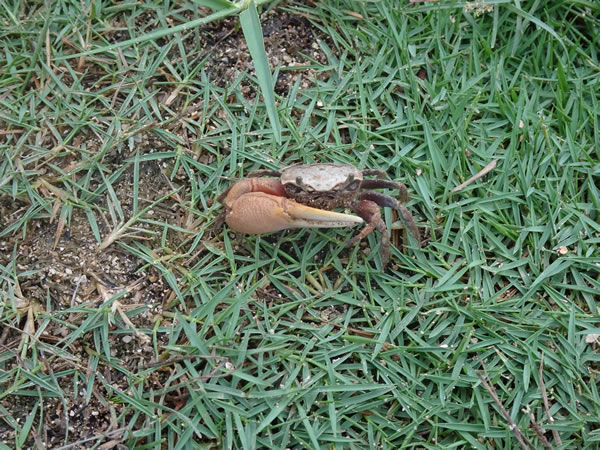 Small crab on a San Blas Island, Panama.