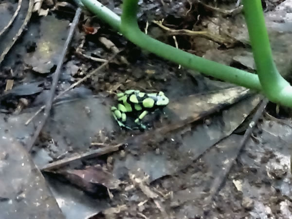 Poison Dart Frog near Capurgana, Colombia.
