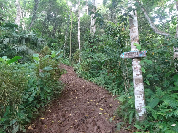 The trail Ted hiked on from Capurgana, Colombia to Sapzurro, Colombia – The trail had over 6 inches of mud.