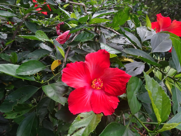 Flowers near trail from Capurgana, Colombia to La Miel, Panama.