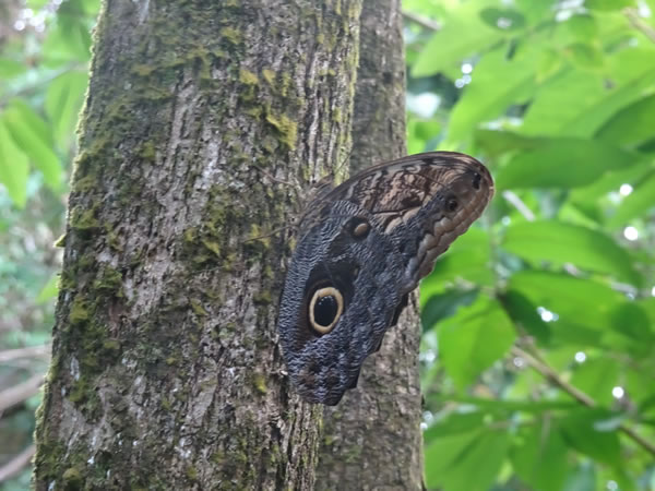 Butterfly on a tree near trail from Capurgana, Colombia to La Miel, Panama.
