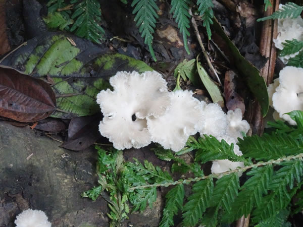 Fungus near trail from Capurgana, Colombia to La Miel, Panama.